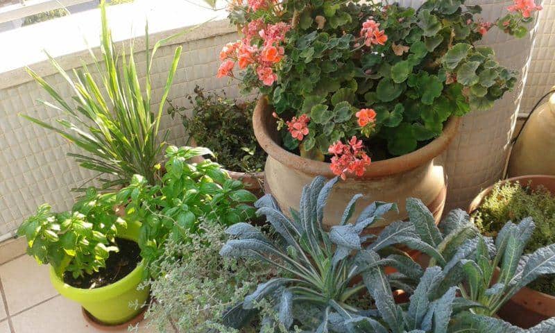 Mediterranean balcony garden - growing geraniums, kale, basil and other herbs