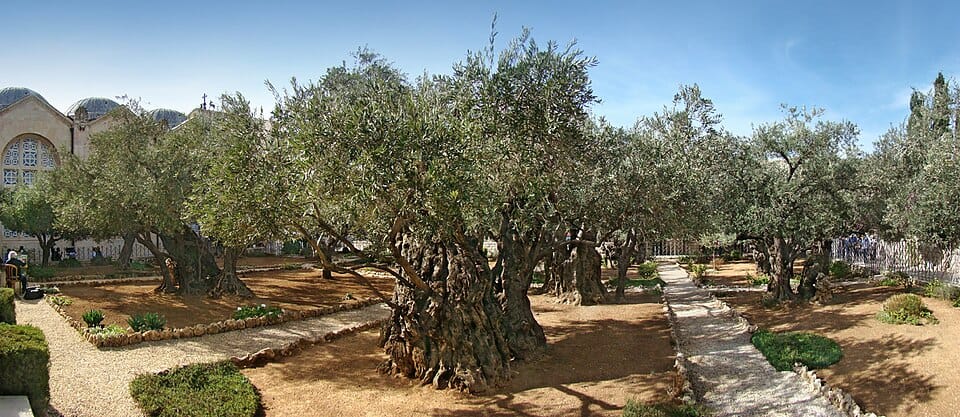 Olive Trees in the Garden of Gethsemane